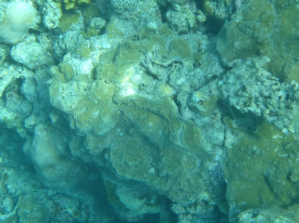 Serpent coral