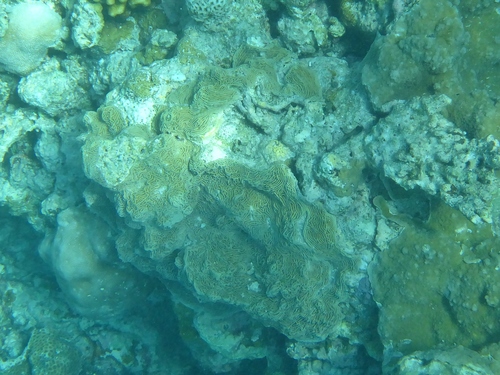 Pachyseris gemmae