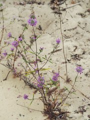 Monardella sinuata nigrescens
