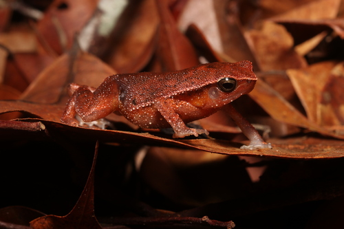 Intermediate Sticky Frog, Kalophrynus intermedius