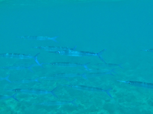 Hyporhamphus dussumieri
