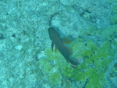 Cephalopholis urodeta