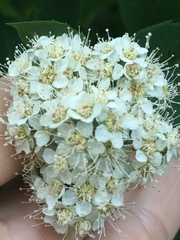 Spiraea virginiana