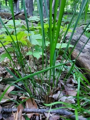 Oryzopsis asperifolia