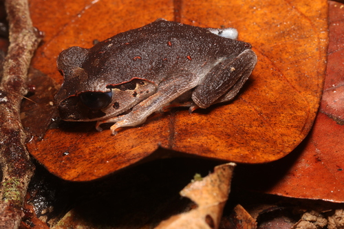 Lowland Litter Frog, Leptobrachium abbotti