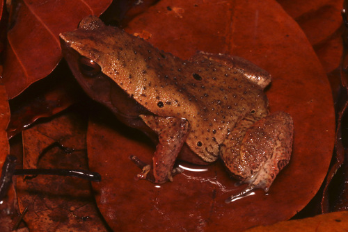 Bornean Large Stick Frog, Kalophrynus meizon