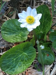 Caltha chionophila