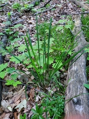 Oryzopsis asperifolia