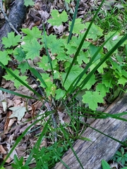 Oryzopsis asperifolia