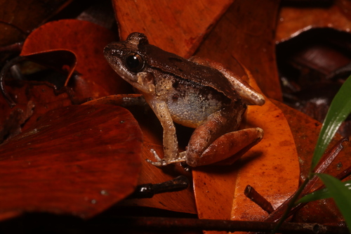 Limnonectes sarawakensis