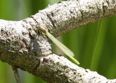 Argia fumipennis