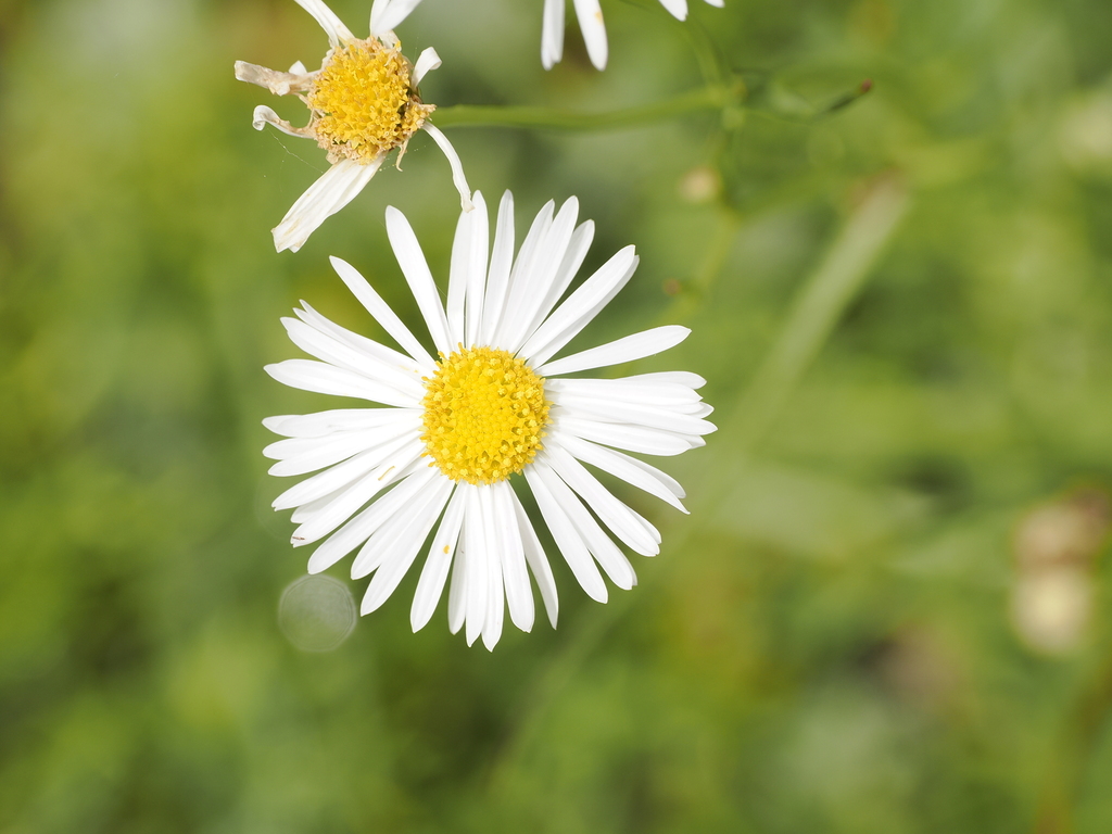 Brachyscome paludicola; photograph (c) Lucas Christofides, some rights reserved (CC BY)