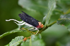 Cerogenes auricoma