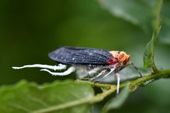 Cerogenes auricoma
