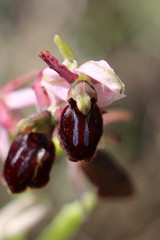 Ophrys exaltata arachnitiformis