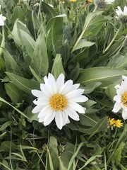 Wyethia helianthoides