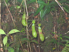 Nepenthes tentaculata