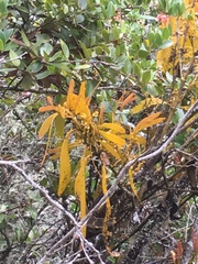 Dendrophthora clavata