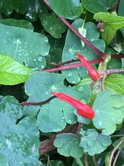 Tropaeolum tuberosum