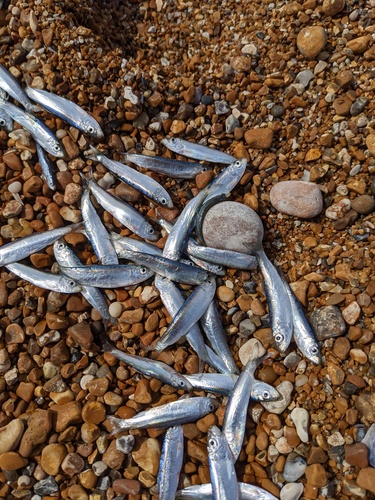 Atlantic herring (Clupea harengus) — Clupeidae — 5