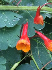 Tropaeolum tuberosum