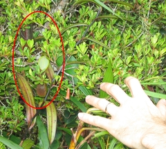 Nepenthes tentaculata