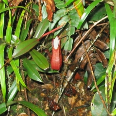 Nepenthes tentaculata