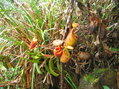 Nepenthes villosa