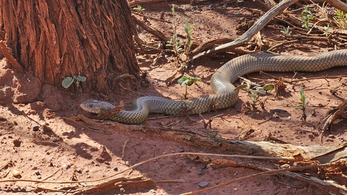 Mulga Snake sighting