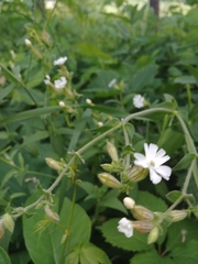 Behenantha