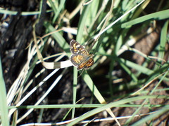 Phyciodes picta