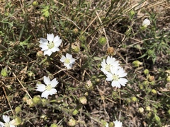 Hemizonia congesta luzulifolia