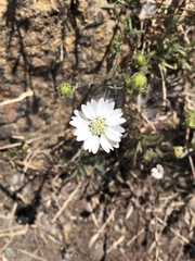 Hemizonia congesta luzulifolia