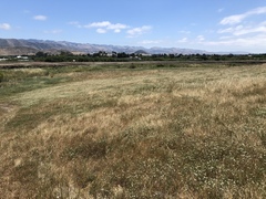 Hemizonia congesta luzulifolia