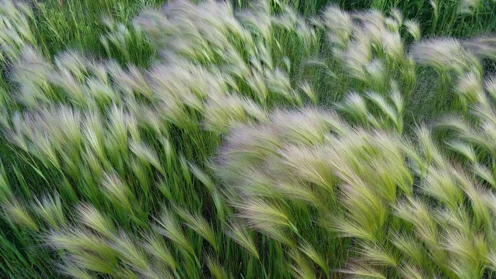 Foxtail Barley