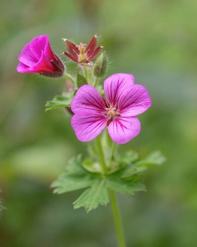 Geranium polyanthes, photograph 3