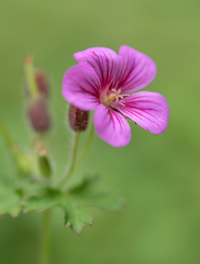 Geranium polyanthes, photograph (c) Morten Ross, some rights reserved (CC BY)