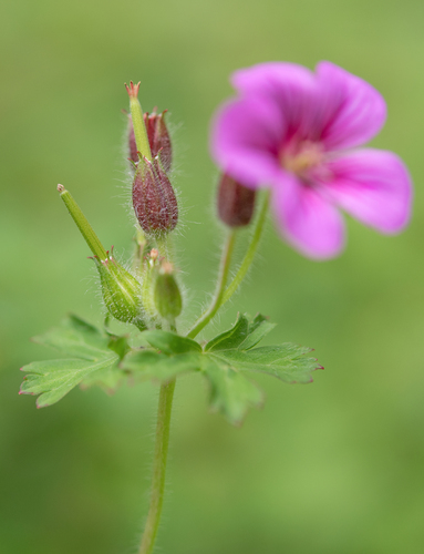 Geranium polyanthes, photograph 5