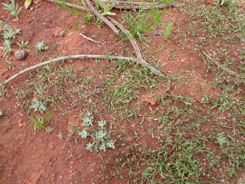 Image of Menkea australis by (c) Nina Kerr, some rights reserved (CC BY)