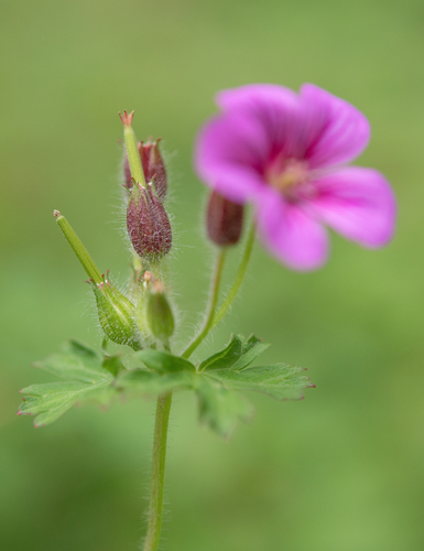 Geranium polyanthes, photograph 6