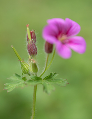 Geranium polyanthes, photograph (c) Morten Ross, some rights reserved (CC BY)
