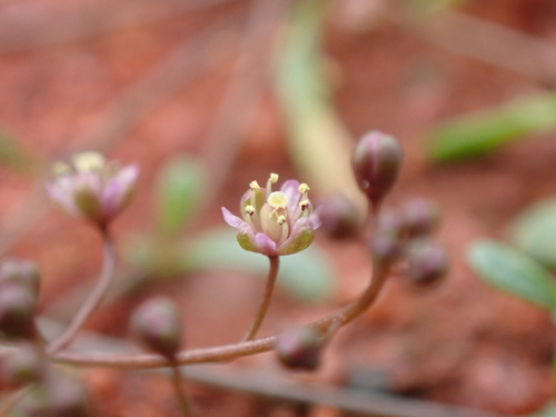 Fairy spectacles (Menkea australis)