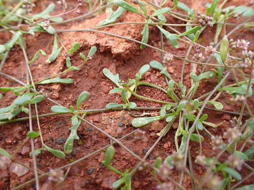 Image of Menkea australis by (c) Nina Kerr, some rights reserved (CC BY)
