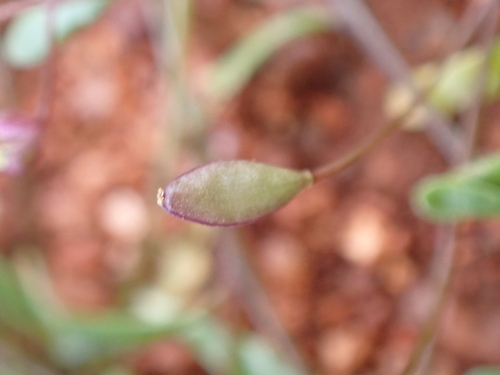 Image of Menkea australis by (c) Nina Kerr, some rights reserved (CC BY)