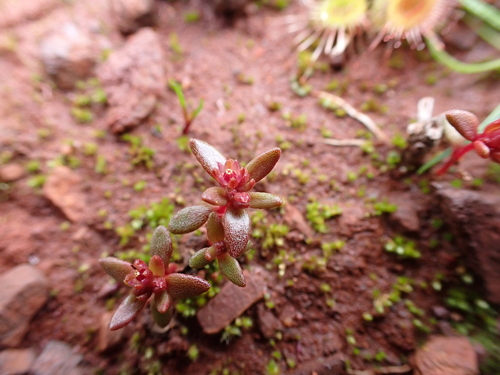 Crassula closiana