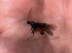 Aulacidae