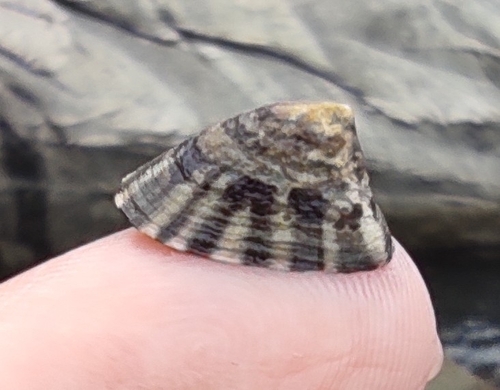 Lottia peitaihoensis