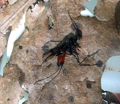 Aulacidae
