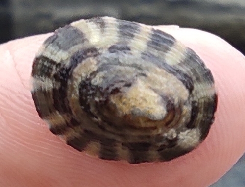 Lottia peitaihoensis