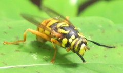 Spilomyia alcimus